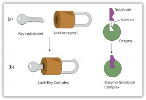 Lock and Key example of Enzyme Function